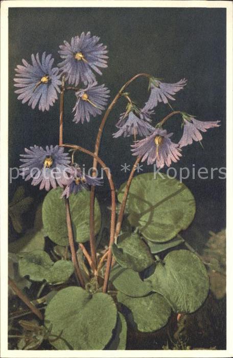 Blumen Soldanella alpinus Alpen-Soldanelle Fot