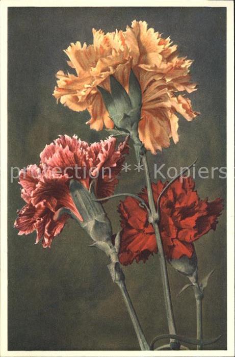 Blumen Dianthus caryophyllus Gartennelke Foto-