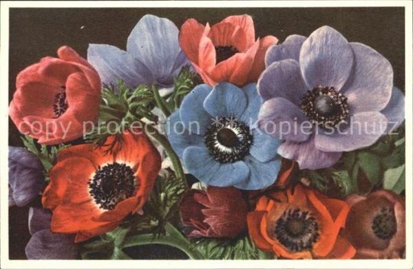 Blumen Kronen.Anemonen Anemone coronaria Foto-