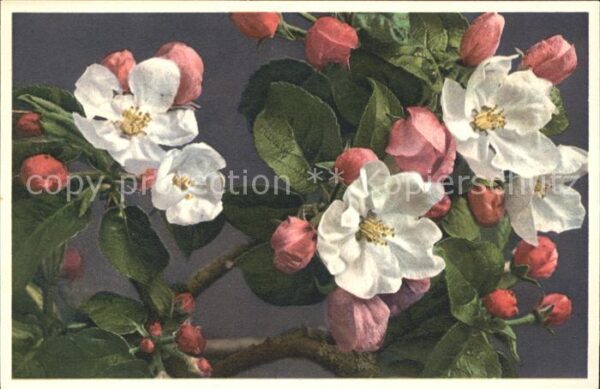 Blumen Apfelblüte Pyrus Malua Foto-E.-Gyger-Nr