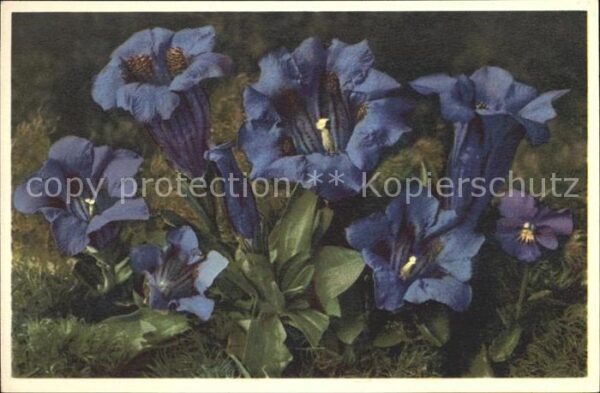 Blumen Kochscher Enzian Gentiana Kochiana Foto