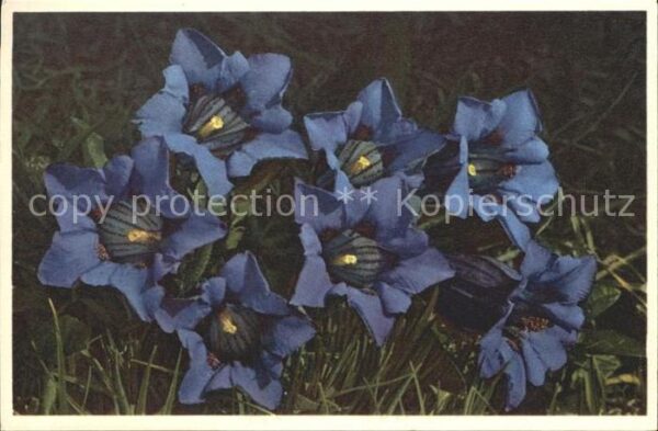 Blumen Kochscher Enzian Gentiana Kochiana Foto