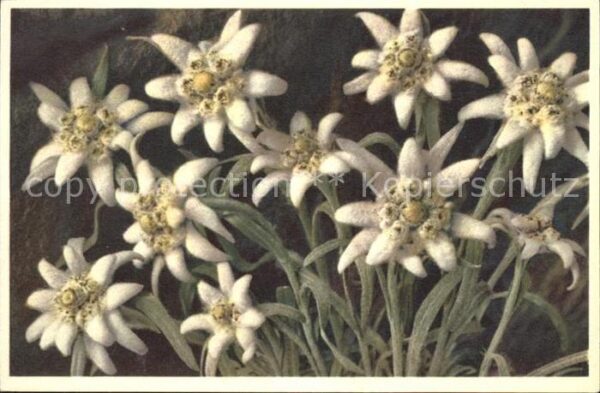 Edelweiss Leontopodium alpinum Foto-E.-Gyger-Nr.