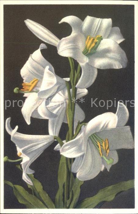 Blumen Weisse Lilie Lilium candidum Foto-E.-Gy