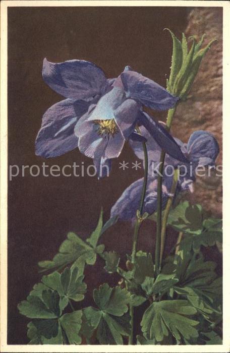 Blumen Alpen-Akelei Aquilegia alpina Foto-E.-G