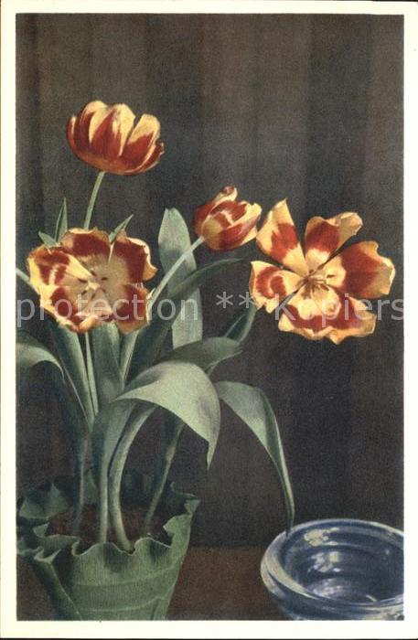 Blumen Tulpen Tulipa hybrida Foto-E.-Gyger-Nr.