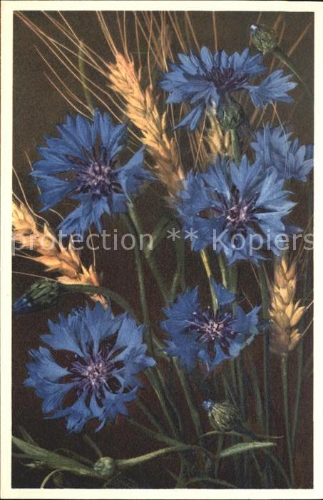 Blumen Kornblume Centaurea Cyanus Foto-E.-Gyge
