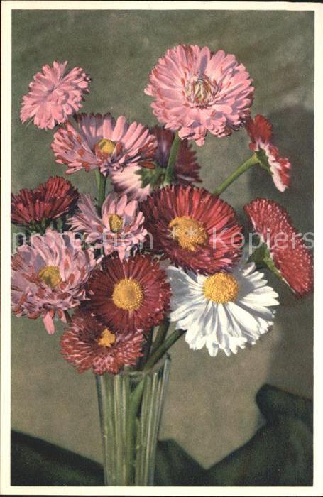 Blumen Garten-Massliebchen Bellis prennis Foto