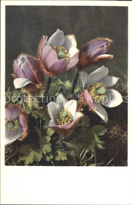 Blumen Frühlings-Anemone Pelzanemone Foto-E.-G