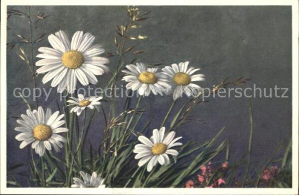 Blumen Wucherblume Chrysanthemum Leucanthemum