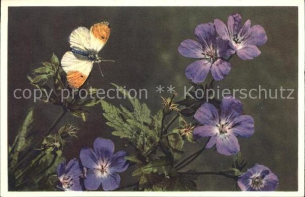 Blumen Waldstorchschnabel Aurorafalter Kressen