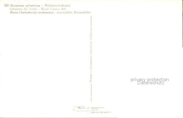 Blumen Waldstorchschnabel Aurorafalter Kressen – Bild 2