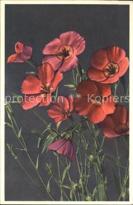 Blumen Roter Lein Linum grandiflorum Foto-E.-G