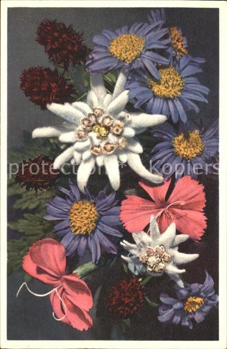 Blumen Edelweiss Alpen-Aster Stein-Nelke Schwa