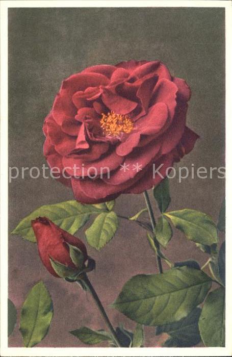Rosen Foto-E.-Gyger-Nr. 1160