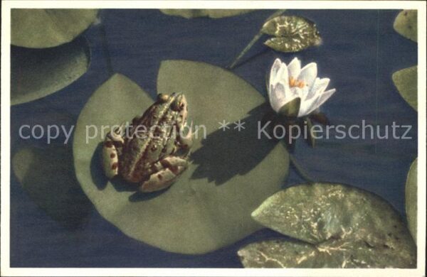 Froesche Weisse Seerose Foto-E.-Gyger-Nr. 3008