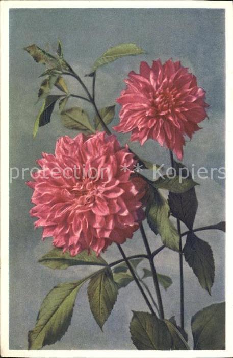 Blumen Dahlie Georgine Dahlia variabilis Foto-