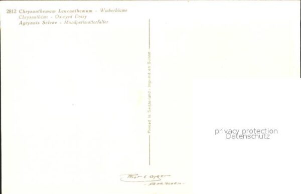 Schmetterlinge Mondperlmutterfalter Wucherblume Foto-E – Bild 2