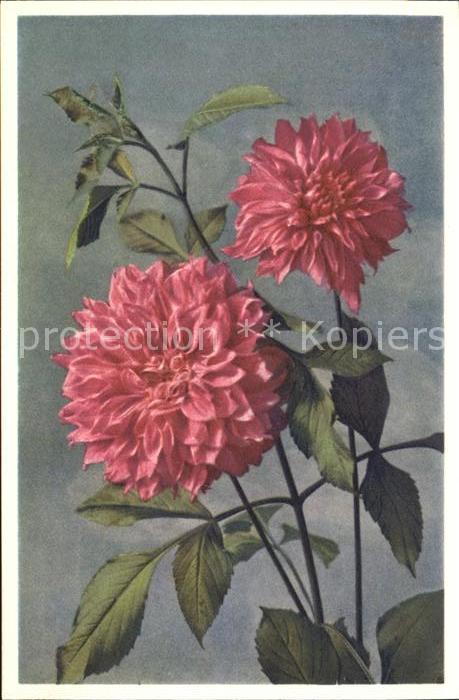 Blumen Dahlia variabilis Dahlie Georgine Foto-