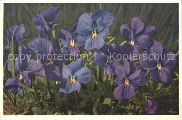Blumen Langsporniges Veilchen Viola calcarata