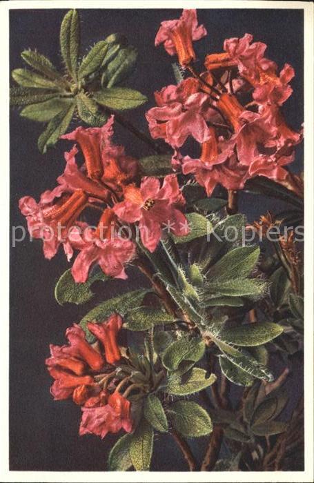 Blumen Rhododendron hirsutum Bewimperte Alpenr