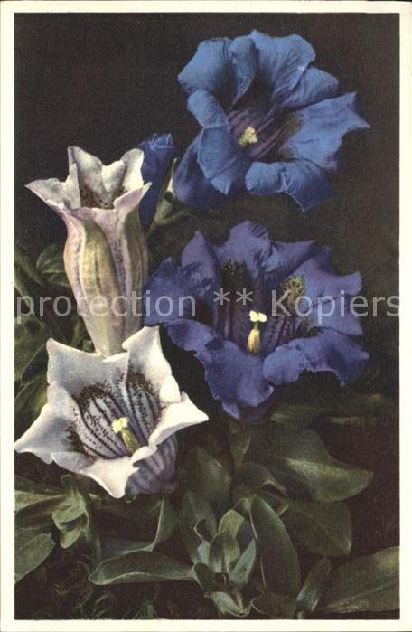 Blumen Kochscher Enzian Gentiana Kochiana Foto