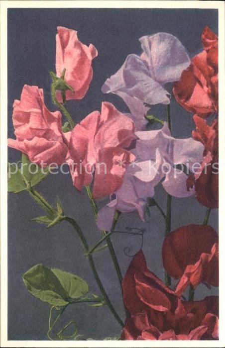 Blumen Wohlriechende Wicke Lathyrus odoratus F