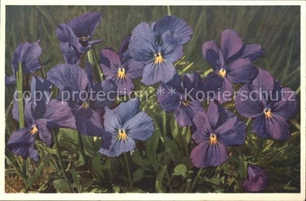 Blumen Viola calcarata Langsporniges Veilchen