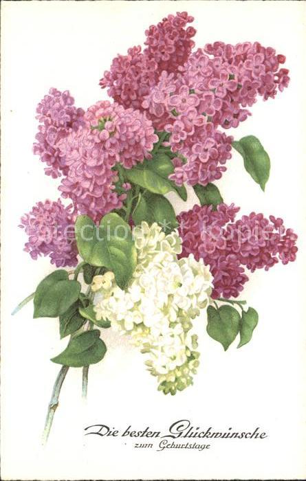 Blumen Flieder Geburtstag Litho