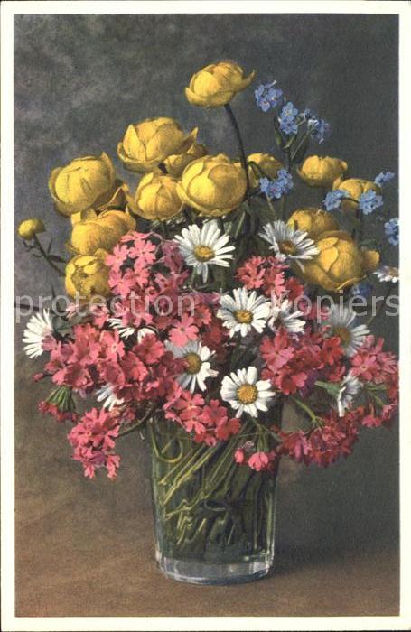 Blumen Bergblumen Trollblumen Margeriten Mehlp