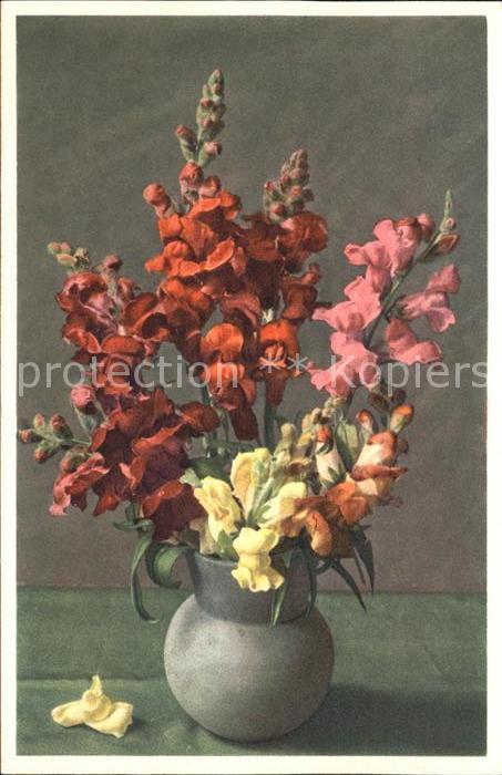Blumen Löwenmäulchen Antirrhinium majus Foto-E