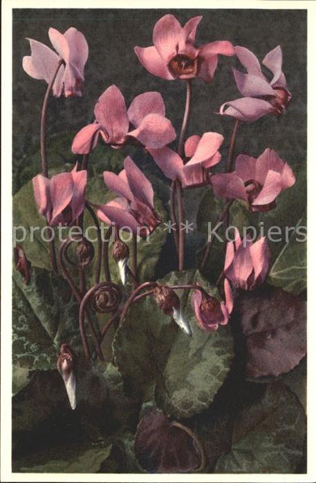 Blumen Alpenveilchen Cyclamen europaeum Foto-E