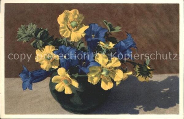 Blumen Clusius-Enzian Kriechender Berg-Nelkenw