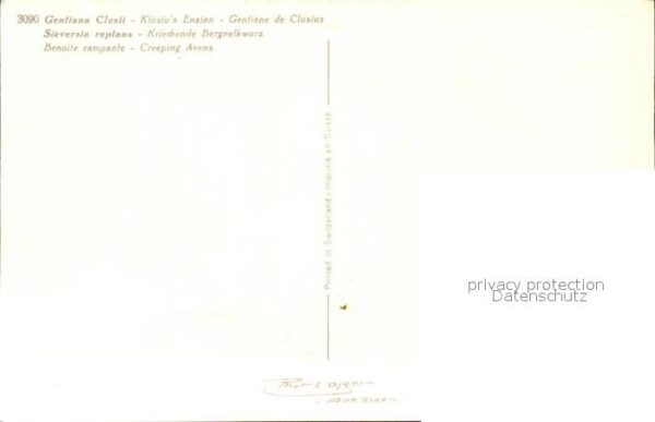 Blumen Clusius-Enzian Kriechender Berg-Nelkenw – Bild 2