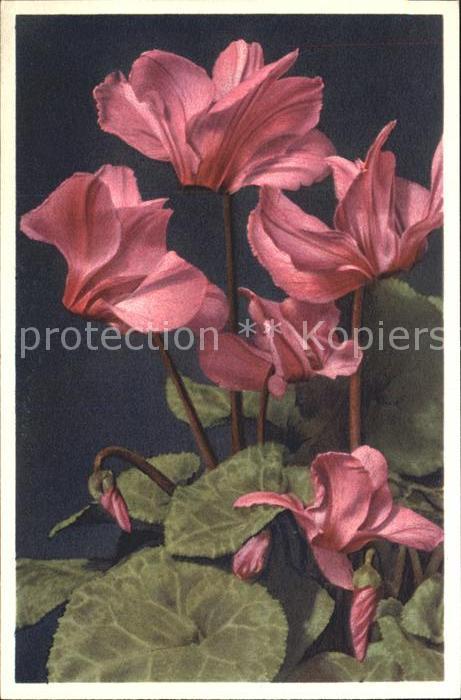 Blumen Zimmer-Alpenveilchen Cyclamen persicum