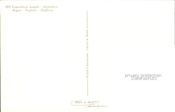 Maigloeckchen Foto-E.-Gyger-Nr. 1319 – Bild 2