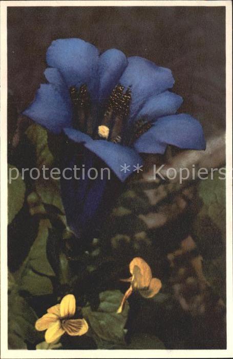 Blumen Stengelloser Enzian Gentiana acaulis Fo