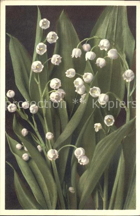 Maigloeckchen Foto-E.-Gyger-Nr. 1319 Convallaria maja