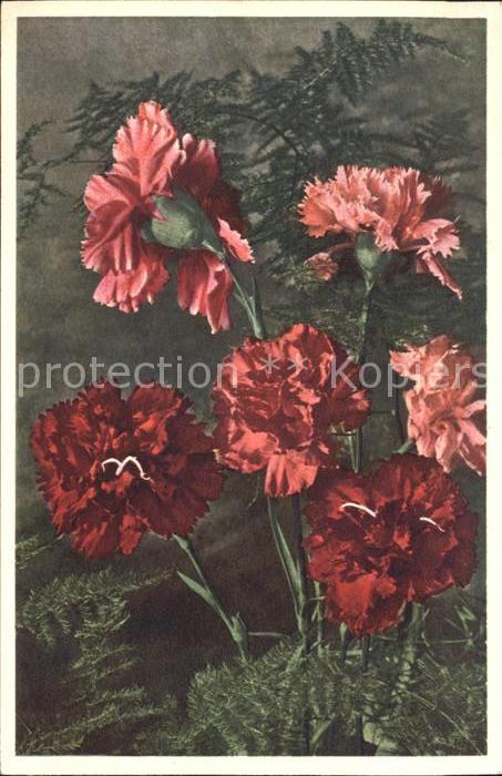 Blumen Gartennelke Dianthus caryophyllus Foto-