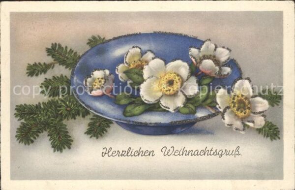 Blumen Christrose Schneerose Weihnachten