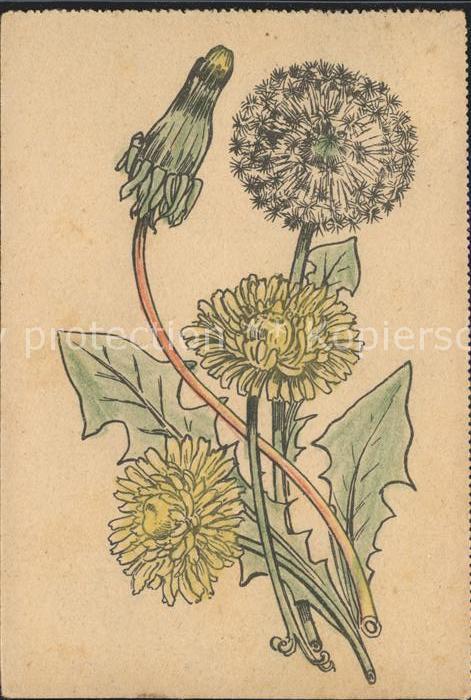 Blumen Löwenzahn Pusteblume