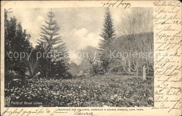 Cape Town Kaapstad Kapstadt Field of Arum Lilies Blumen