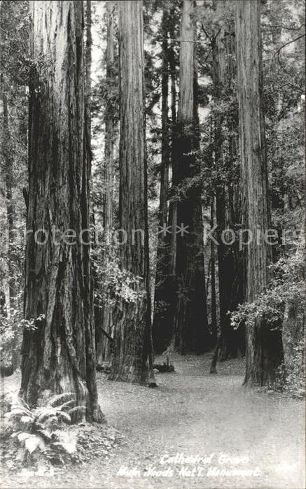 Baeume Trees Cathedral Grove MacMillan Provincial Pa