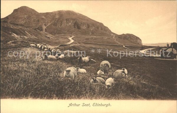 Schafe Arthur Seat Edinburgh