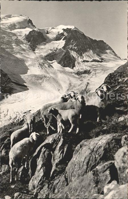Schafe Sustenstrasse Steinlimmigletscher