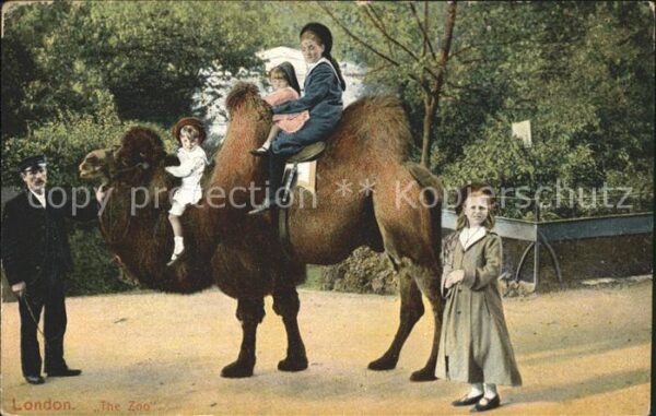Kamel  Camel Chameau Zoo London Kinder