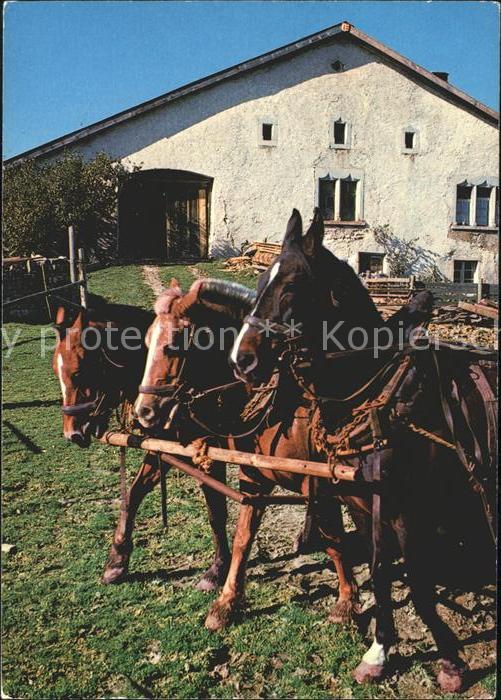 Landwirtschaft Pferdegespann Jura