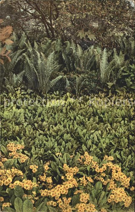 Blumen Alpenprimel Primula veris var