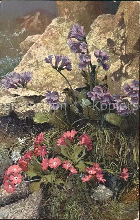 Verlag Photochromie Nr. 495 Primula rhaetica Primula viscosa