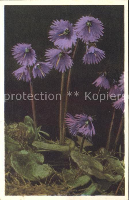 Blumen Soldanella Alpenglöckchen